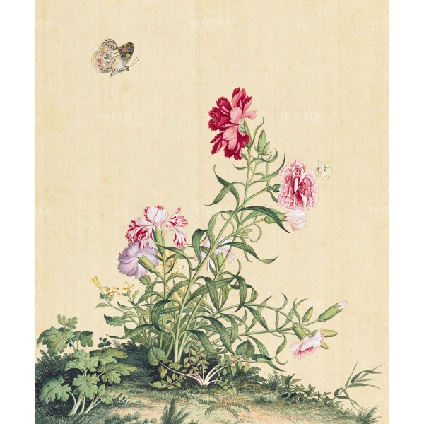 Dianthus, Giuseppe Castiglione, Qing Dynasty, Immortal Blossoms in an Everlasting Spring, Giclée