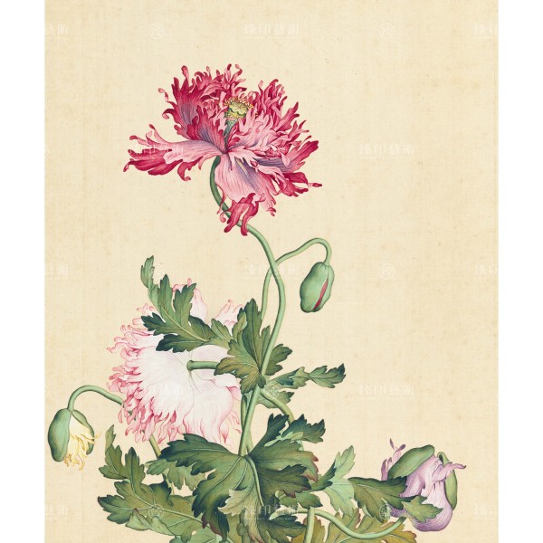 Poppy, Giuseppe Castiglione, Qing Dynasty, Immortal Blossoms in an Everlasting Spring, Giclée