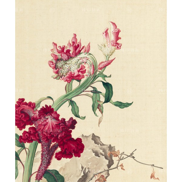 Celosia Cristata, Giuseppe Castiglione, Qing Dynasty, Immortal Blossoms in an Everlasting Spring, Giclée