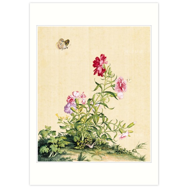 B4 Size, Print Card, Dianthus, Immortal Blossoms in an Everlasting Spring, Immortal Blossoms in an Everlasting Spring, Giuseppe Castiglione, Qing Dynasty
