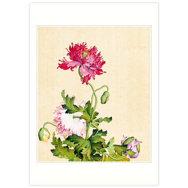 B4 Size, Print Card, Poppy, Immortal Blossoms in an Everlasting Spring, Immortal Blossoms in an Everlasting Spring, Giuseppe Castiglione, Qing Dynasty